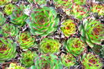 Houseleeks
